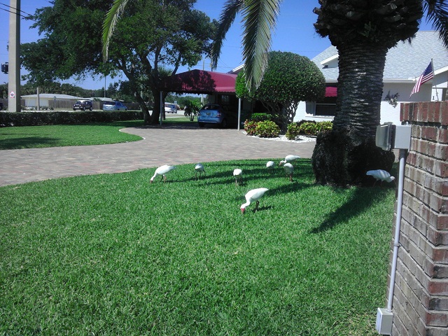 Cool little Ibis birds